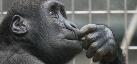 Come chiedere assistenza senza fare la figura della scimmia