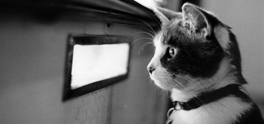 La visibilità sui social: questione di osservazione e attesa