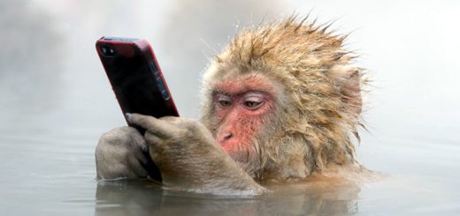 Dal manager alla casalinga: siamo tutti scimmie!